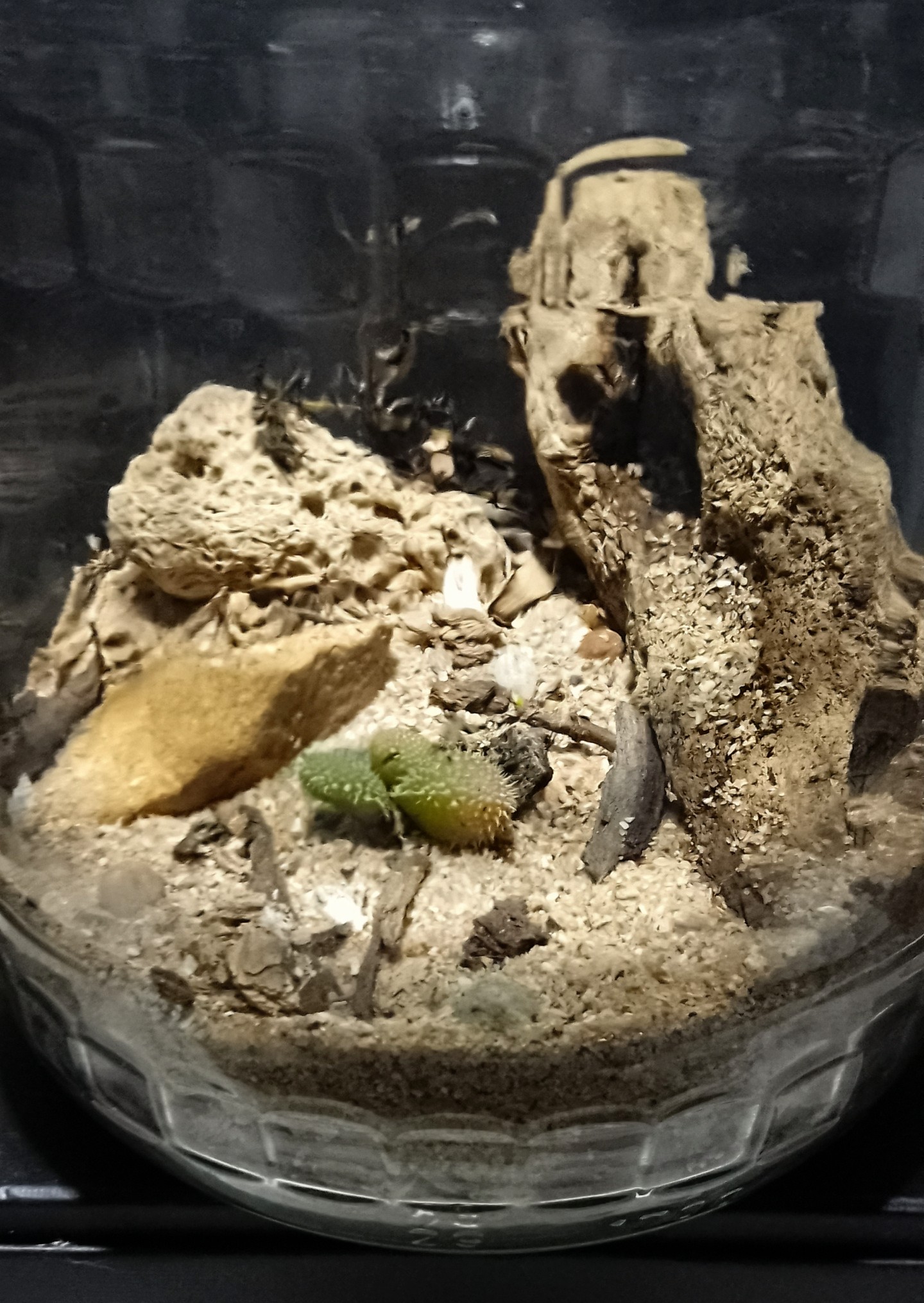 Living Art in Glass Desert World terrarium