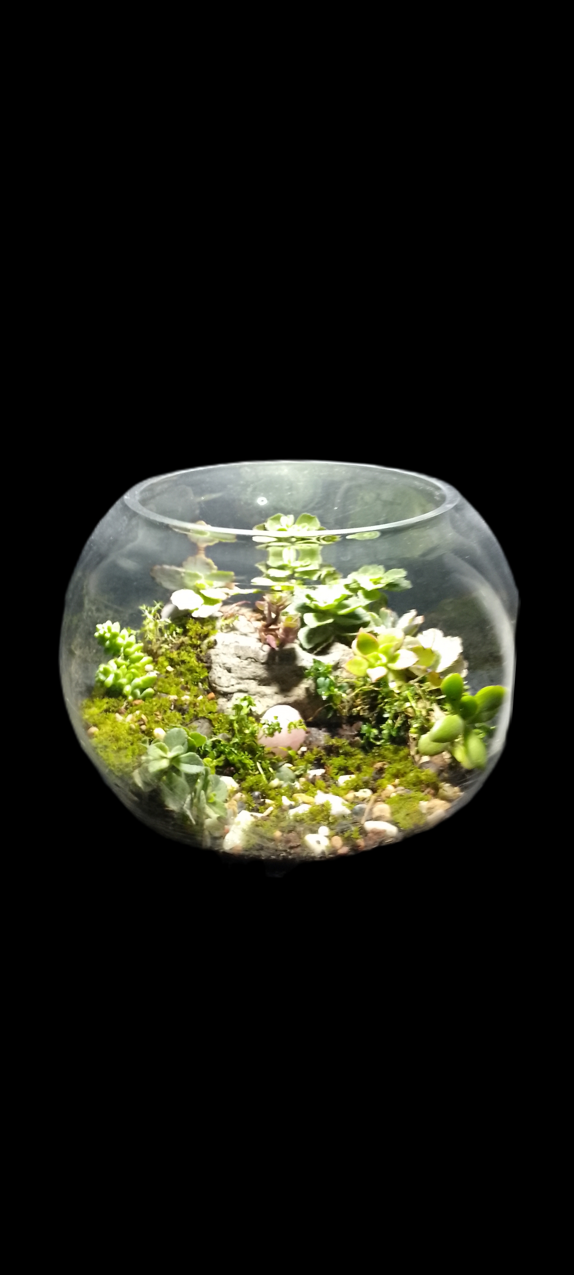 Living Art in Glass Forest Terrarium