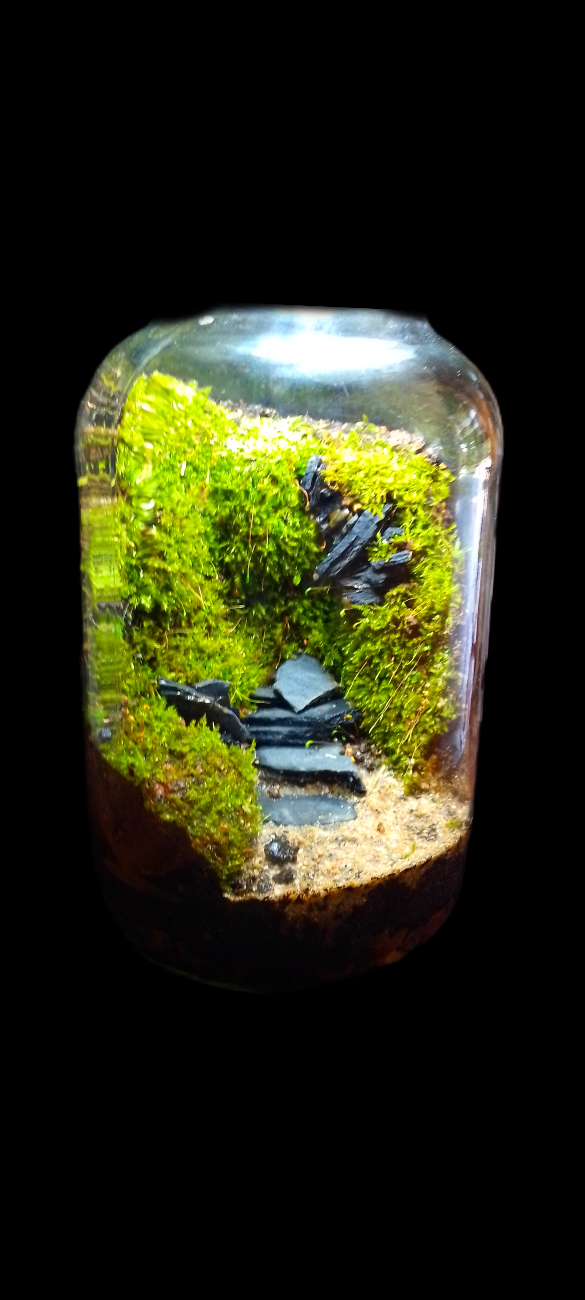 Living Art in Glass Moss Garden terrarium